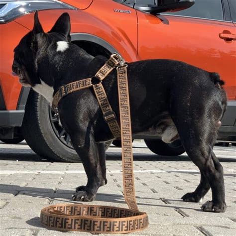 fendi harness and leash set|Furendi Step.